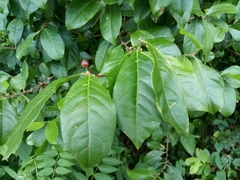 Casearia aculeata