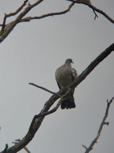Common Wood-Pigeon