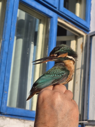 Common Kingfisher