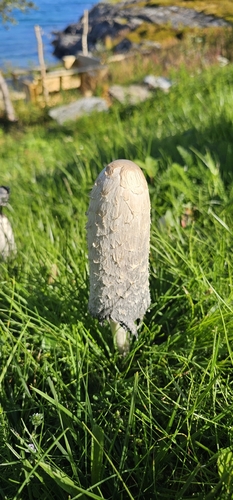Shaggy Mane