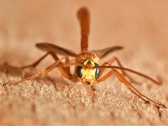 Ophion
