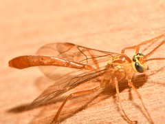 Ophion