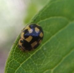 Propylea quatuordecimpunctata
