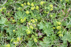 Alchemilla argutiserrata