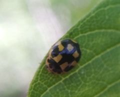 Propylea quatuordecimpunctata