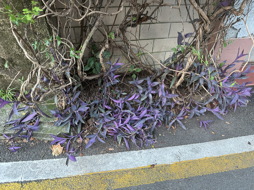 Purple Heart