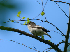 Ficedula hypoleuca
