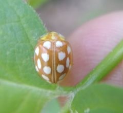 Halyzia sedecimguttata