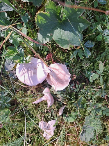 Sweetbread Mushroom