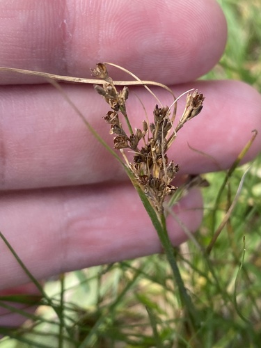 Наблюдение на iNaturalist