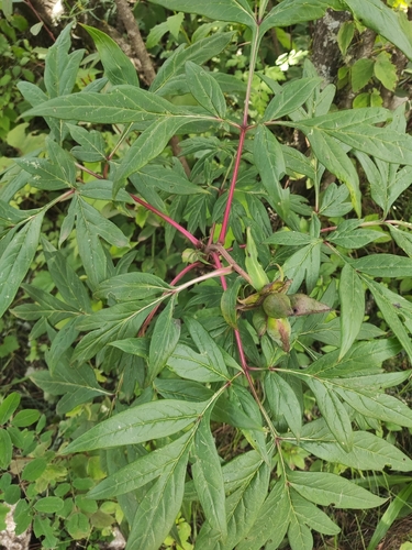 Paeonia delavayi observed 2026-07-23