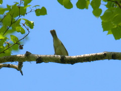 Phylloscopus trochiloides