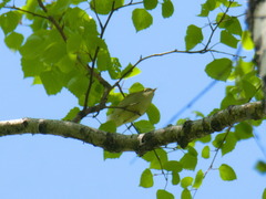 Phylloscopus trochiloides