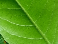 Casearia aculeata