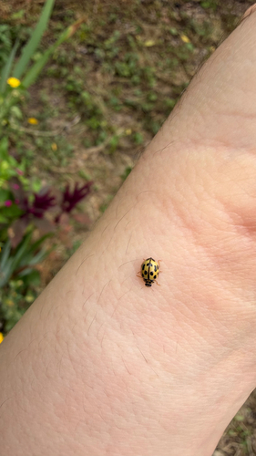 Fourteen-spotted Lady Beetle