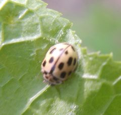 Propylea quatuordecimpunctata