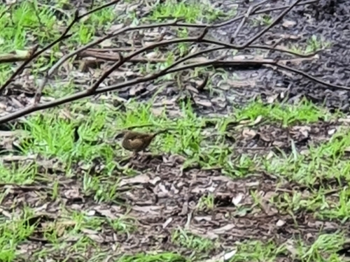 White-browed Scrubwren