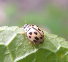 Propylea quatuordecimpunctata