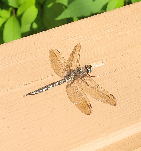 Zigzag Darner