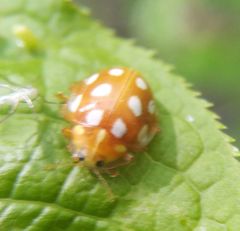 Halyzia sedecimguttata