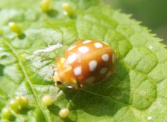 Halyzia sedecimguttata