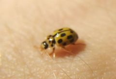 Propylea quatuordecimpunctata