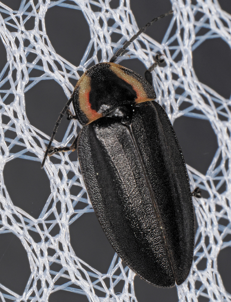 Winter Firefly