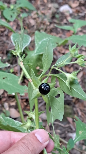 Deadly Nightshade