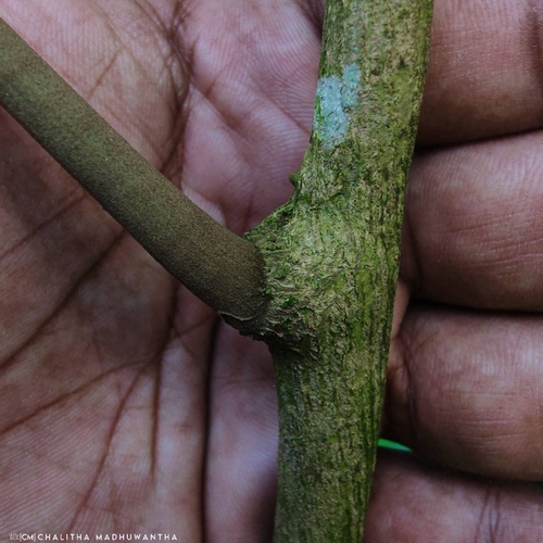 Coscinium fenestratum observed 2026-08-26