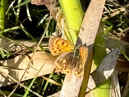 Scarce Copper