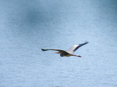 Ardea cinerea