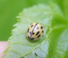 Propylea quatuordecimpunctata