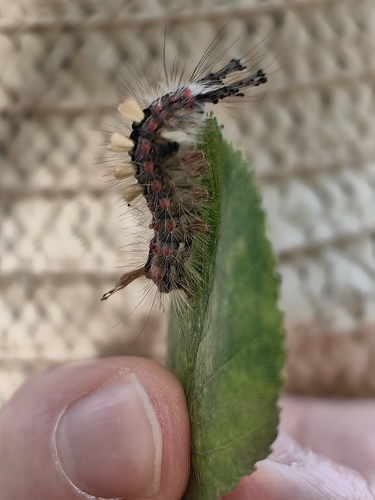 Rusty Tussock Moth