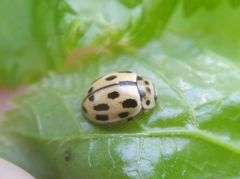 Propylea quatuordecimpunctata