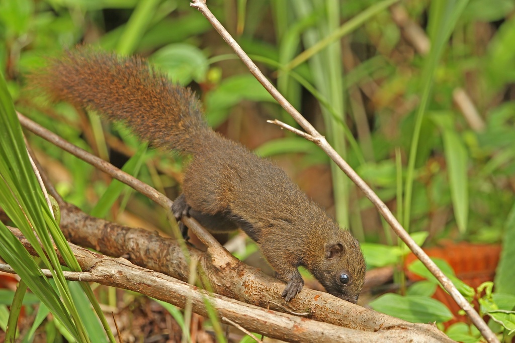 Mentawai Squirrel