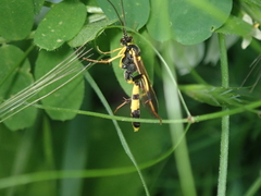 Amblyteles armatorius