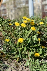 Taraxacum officinale