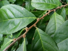 Casearia aculeata