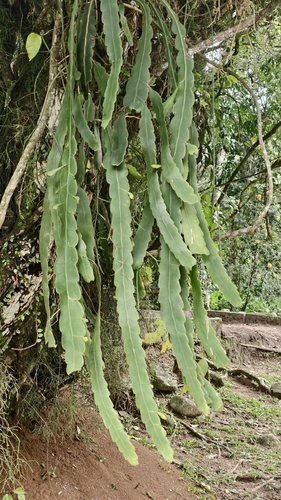 Epiphyllum phyllanthus, photograph 5