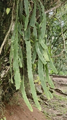 Epiphyllum phyllanthus, photograph (c) fmunoz, some rights reserved (CC BY)