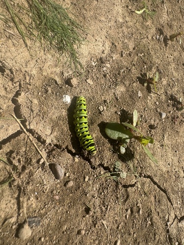 Eastern Black Swallowtail