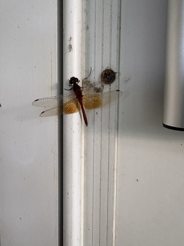 Band-winged Meadowhawk