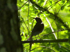 Turdus philomelos