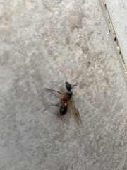 Camponotus