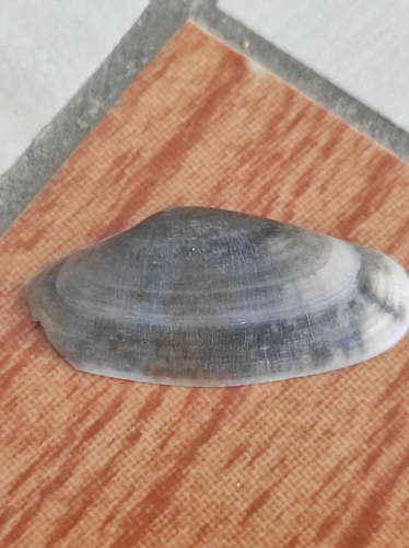 Donax variegatus, 2026-08-28