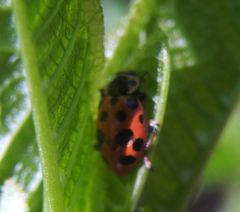 Hippodamia tredecimpunctata