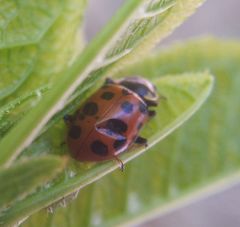 Hippodamia tredecimpunctata