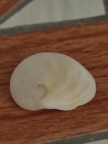 Sinum bifasciatum observed 2026-08-28