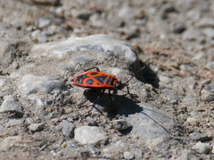 Pyrrhocoris apterus