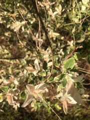 Abelia × grandiflora